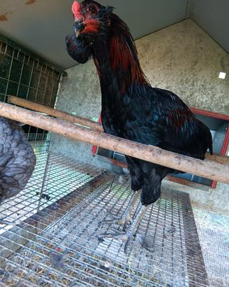 Gallo araucana