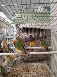 Diamanti di Gould