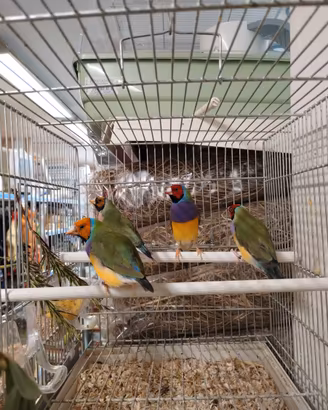 Diamanti di Gould