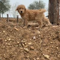 Golden retriever americani