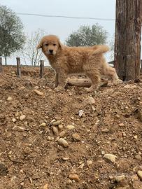 Golden retriever americani