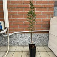 Cipressi bonsai