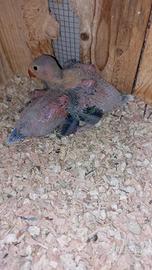 Parrocchetti dal collare