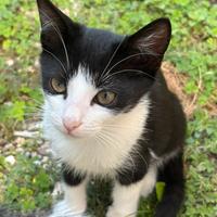 Gattini di 4 settimane aspetta una casa?