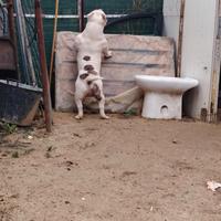 American bully