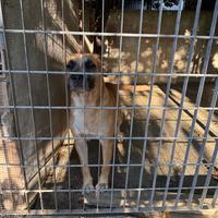 Il dolcissimo Lorenzo: amore puro