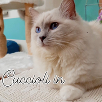 Piccoli ragdoll in arrivo