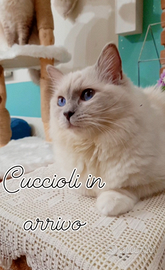 Piccoli ragdoll con pedigree in arrivo a marzo