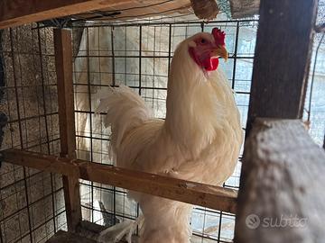 Galline e galli