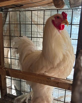 Galline e galli