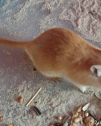 Gerbilli adulti