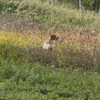 Epagneul Breton maschio