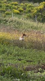 Epagneul Breton maschio