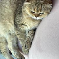 Gattina scottish fold