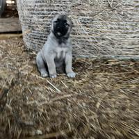 Cuccioli kangal