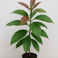 Pianta di Avocado – 3 anni. Sana e vigorosa!