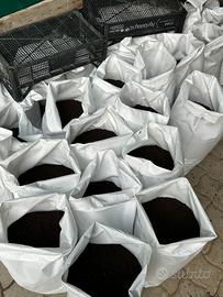 humus di lombrico vagliato