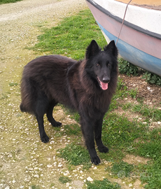 Pastore belga groenendael
