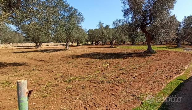 Vendita - terreno - uliveto - francavilla fontana