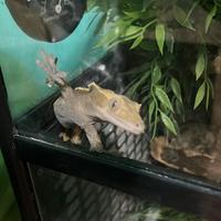 Geco ciliatus