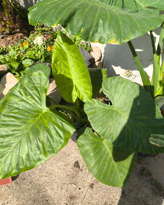 piante alocasia 