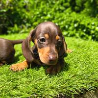 Bassotto tedesco kaninchen pelo corto