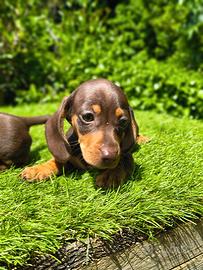 Bassotto tedesco kaninchen pelo corto