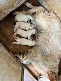 Cuccioli di Setter Inglese