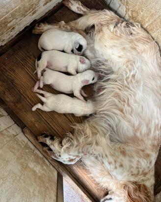 Cuccioli di Setter Inglese