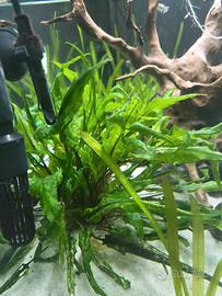 piante per acquario