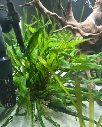 piante per acquario