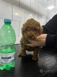 Barboncini toy red brown