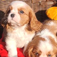 Cuccioli Cavalier king pedigree