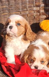 Cuccioli Cavalier king pedigree