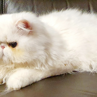 Gatti persiani ipertipici