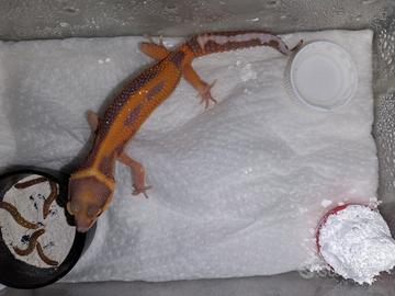 Geco Leopardino, Falegno's x Dragon fly,Red Diamnd