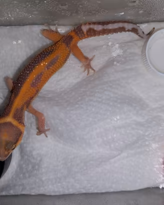 Geco Leopardino, Falegno's x Dragon fly,Red Diamnd