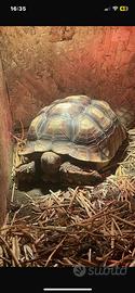 Geochelone Sulcata