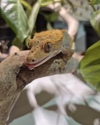 Geco Ciliatus maschio - Full Pinstripe + Dalmatian