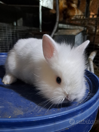 Conigli nani testa di leone