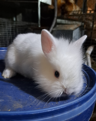 Conigli nani testa di leone