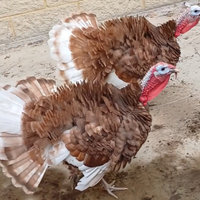 Tacchino rosso di Borbone