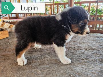 Cuccioli Pastori Australiani con pedegree