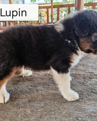 Cuccioli Pastori Australiani con pedegree