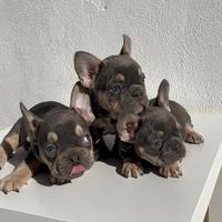 Bulldog francese nero fulvo