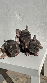 Bulldog francese nero fulvo