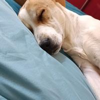 Adozione cuccioli