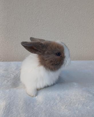 Coniglio minilop