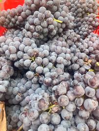 uva nebbiolo ultimi 5 Qt 