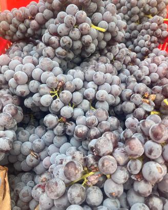 uva nebbiolo ultimi 5 Qt 